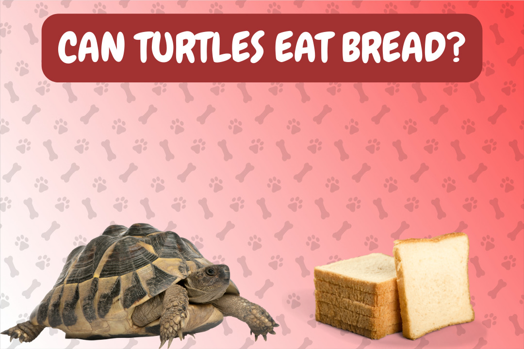 Can Turtles Eat Bread?