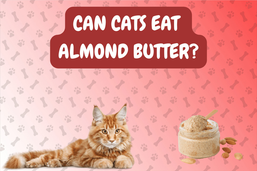 Can Cat Eat Almond Butter