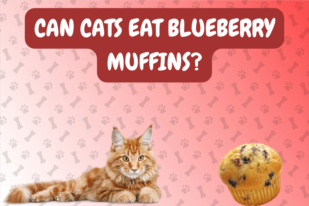 Can Cats Eat Blueberry Muffins?