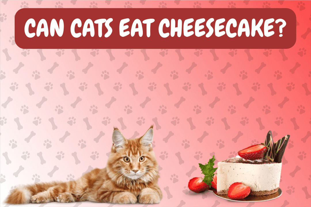 Can Cats Eat Cheesecake?