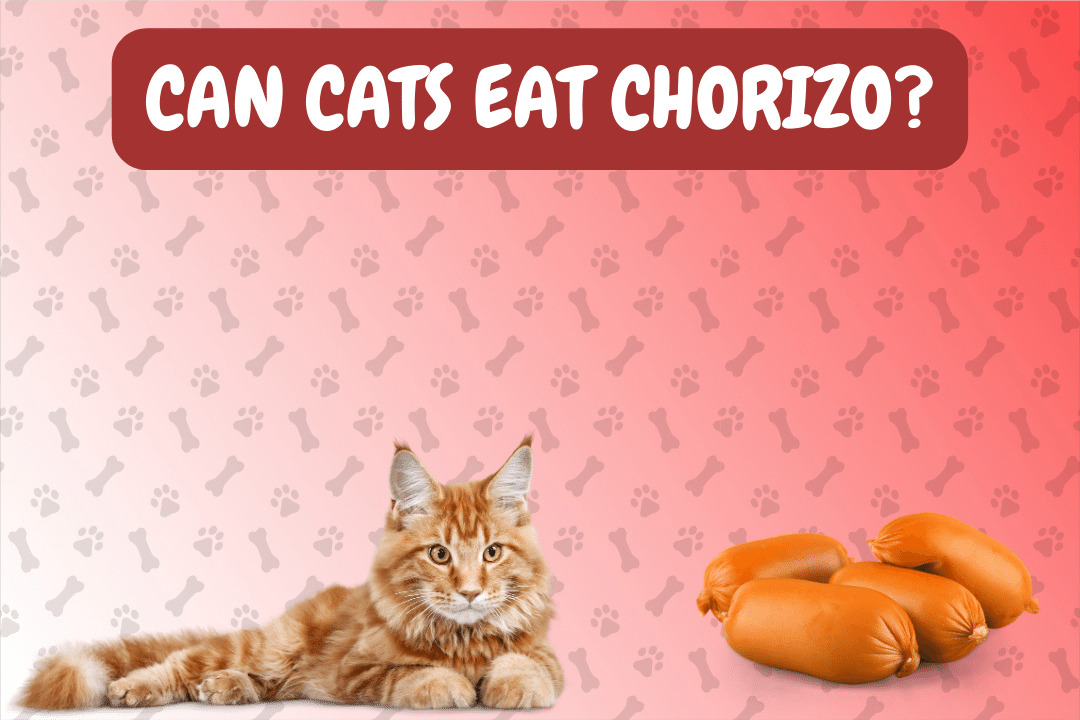 Can Cats Eat Chorizo?