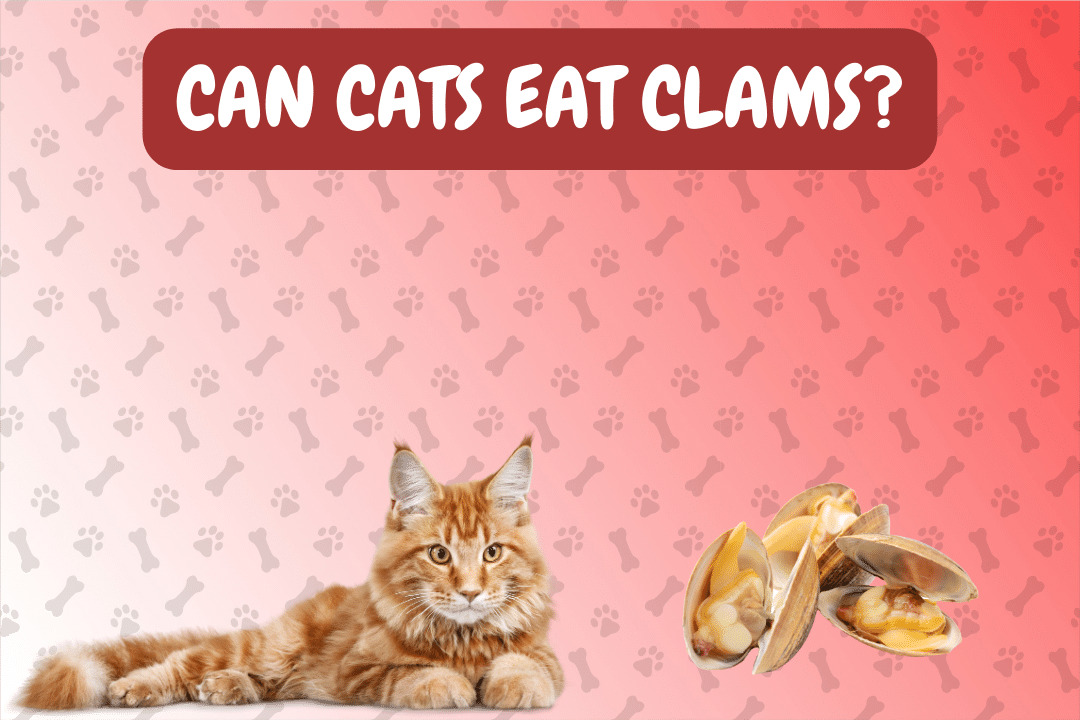 Can Cats Eat Clams?