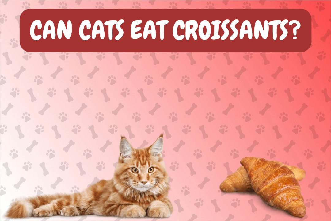 Can Cats Eat Croissants?