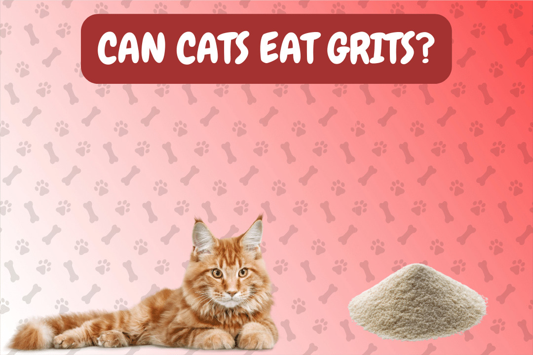 Can Cat Eat Grits