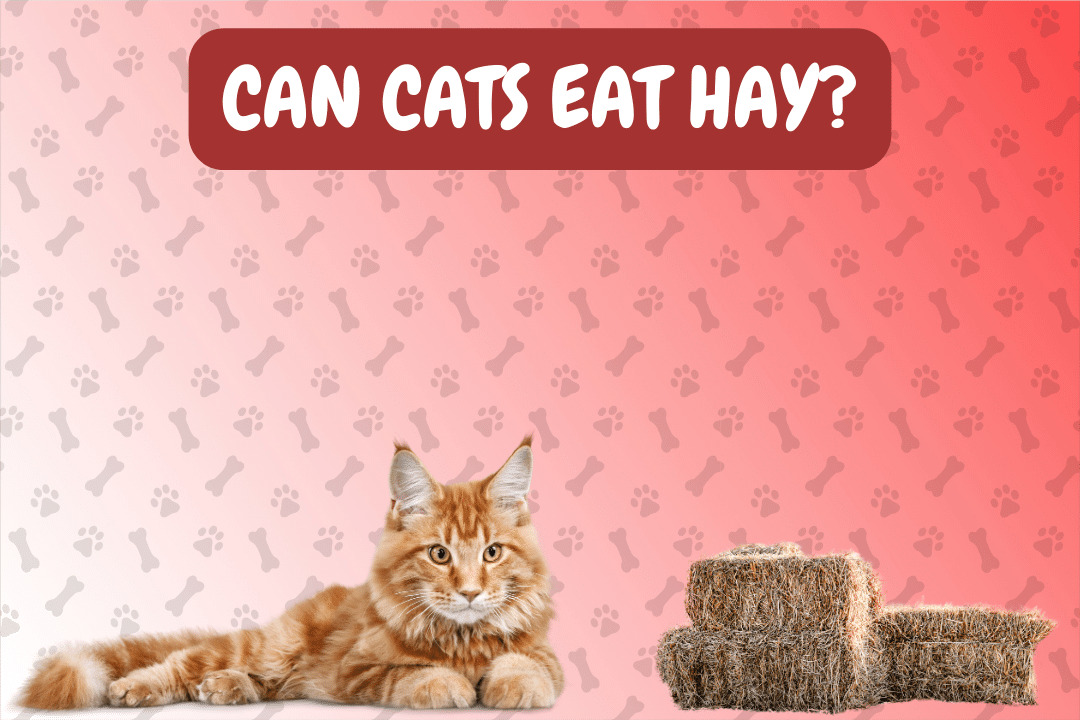 Can Cats Eat Hay?