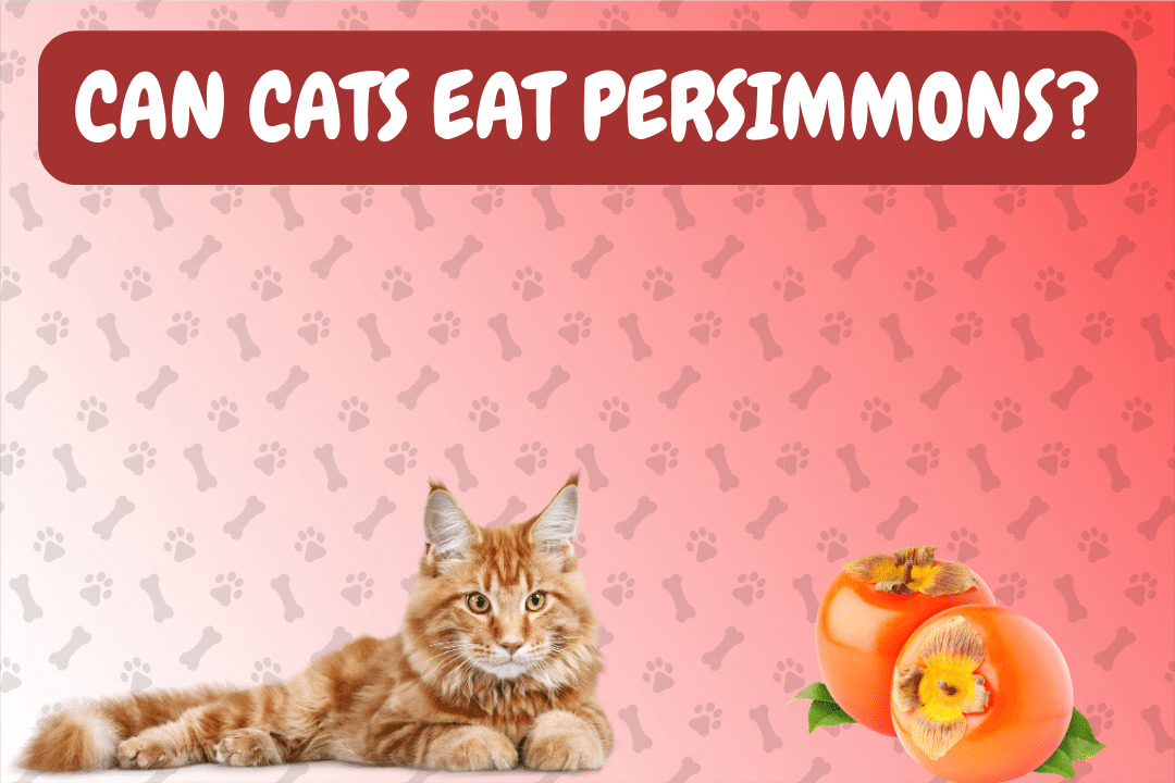 Can Cats Eat Persimmons?