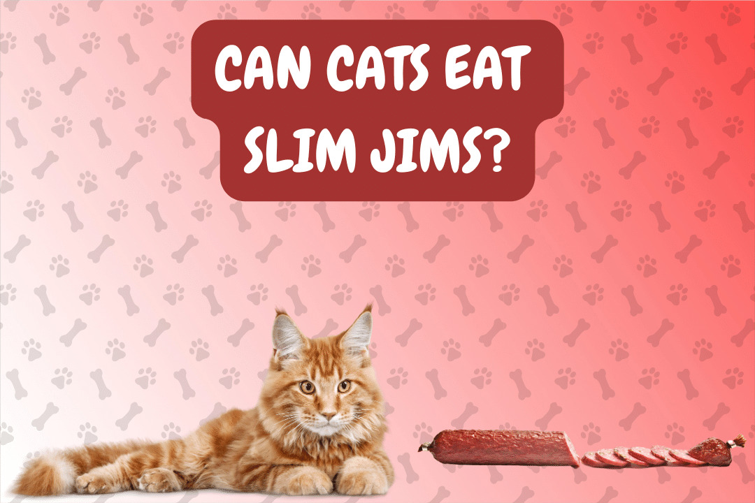 Can Cats Eat Slim Jims?