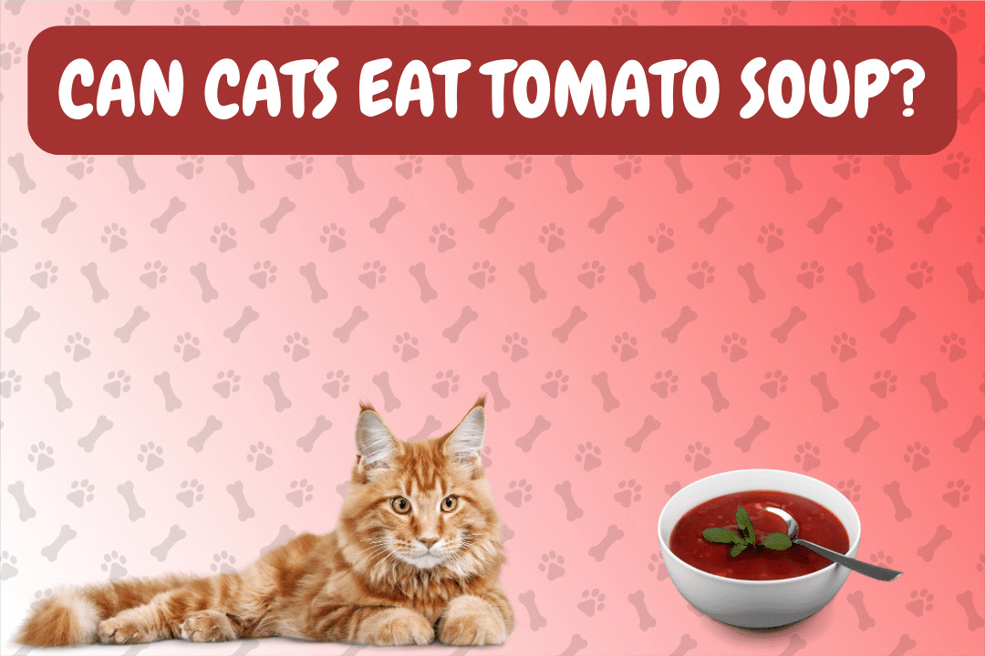 Can Cats Eat Tomato Soup?