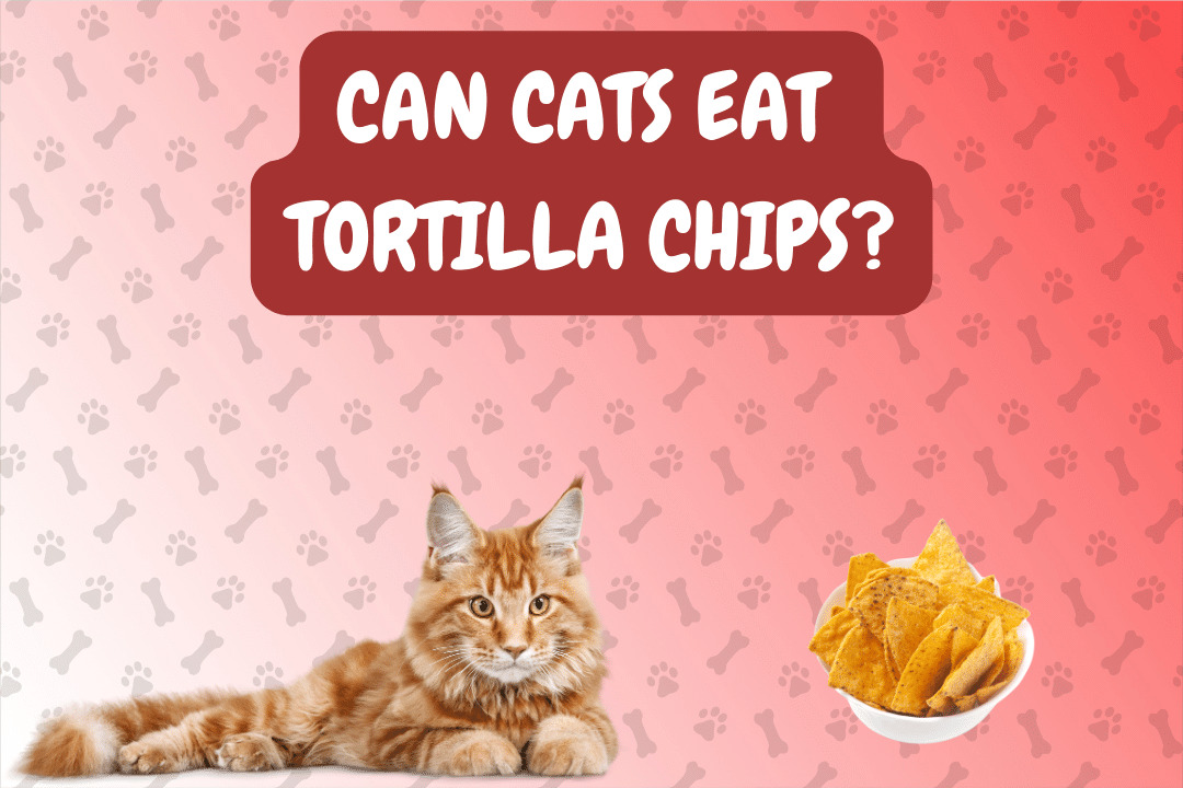Can Cats Eat Tortilla Chips?