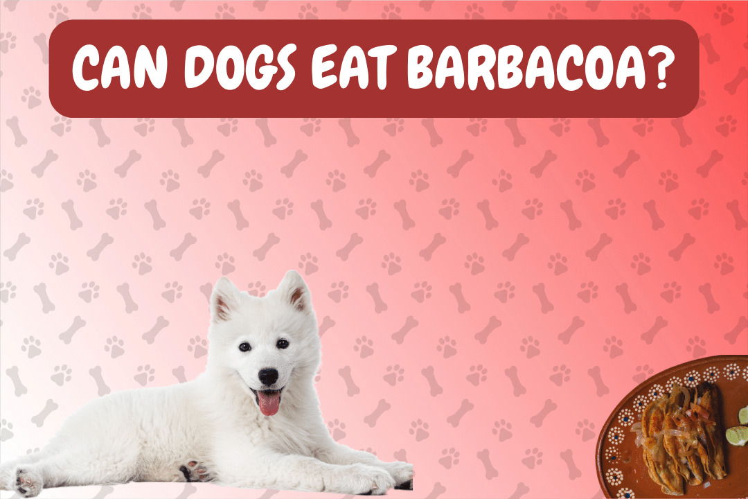 Can Dogs Eat Barbacoa?