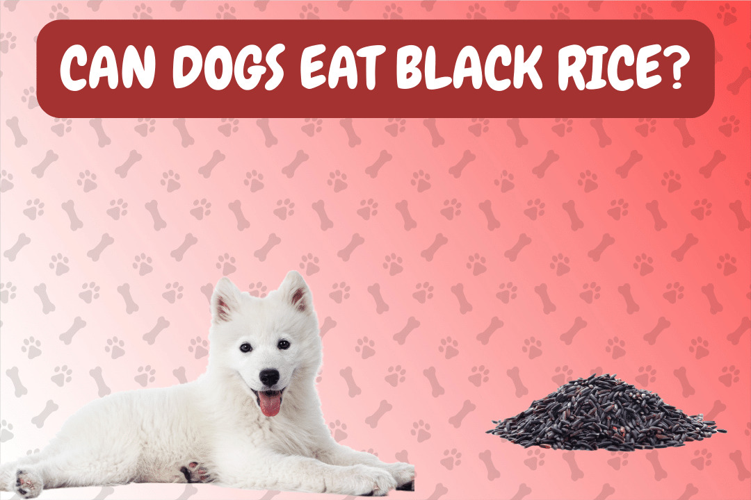 Can Dogs Eat Black Rice?