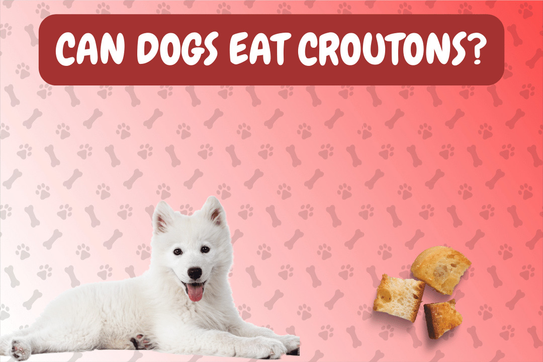 Can Dogs Eat Croutons
