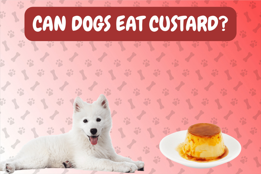 Can Dogs Eat Custard?