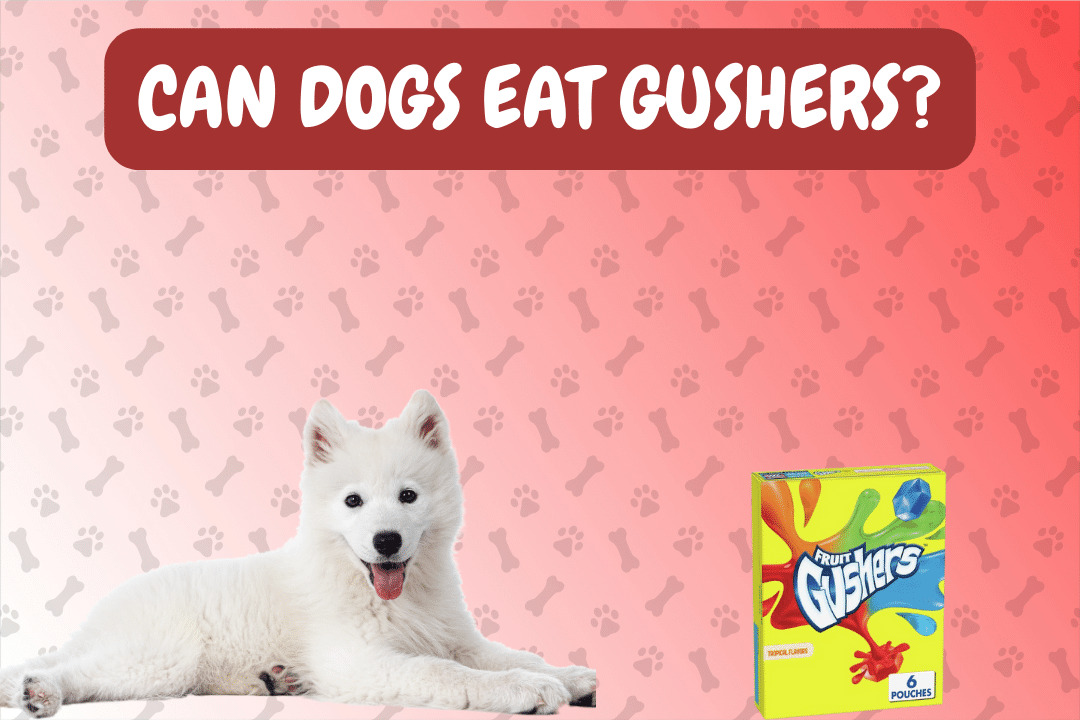 Can Dogs Eat Gushers