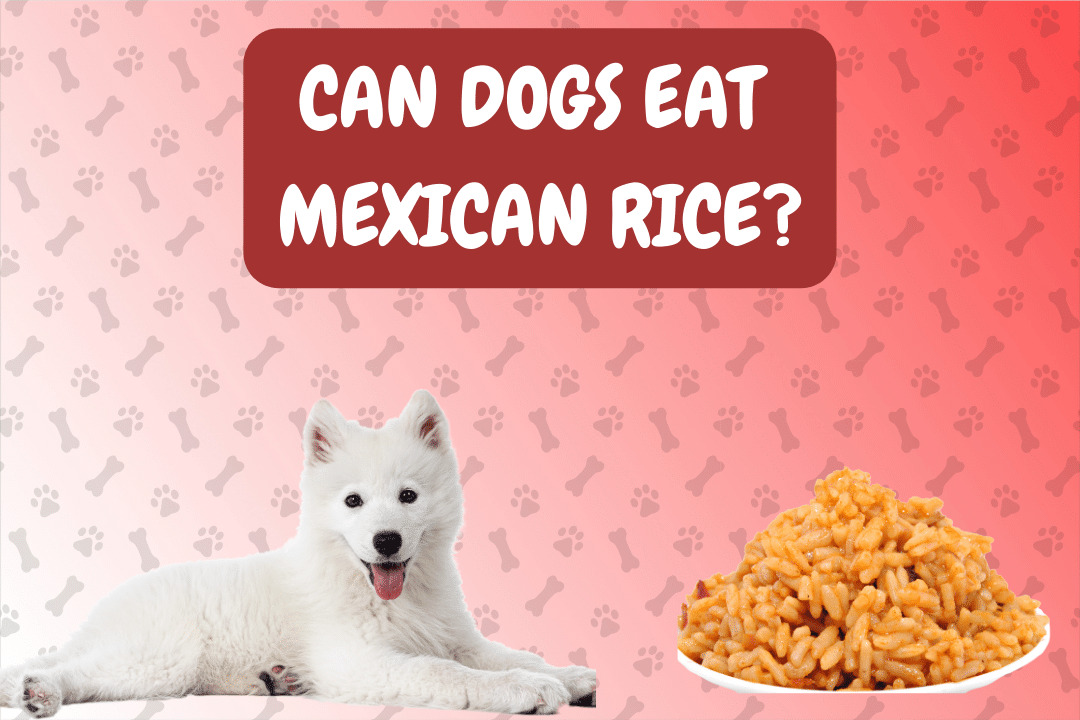 Can Dogs Eat Mexican Rice?