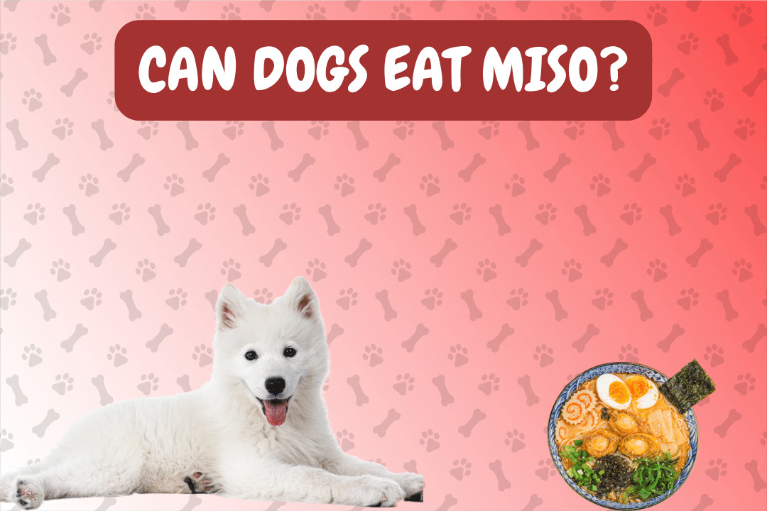 Can Dogs Eat Miso