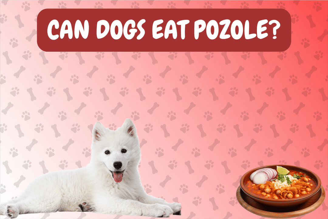 Can Dogs Eat Pozole?