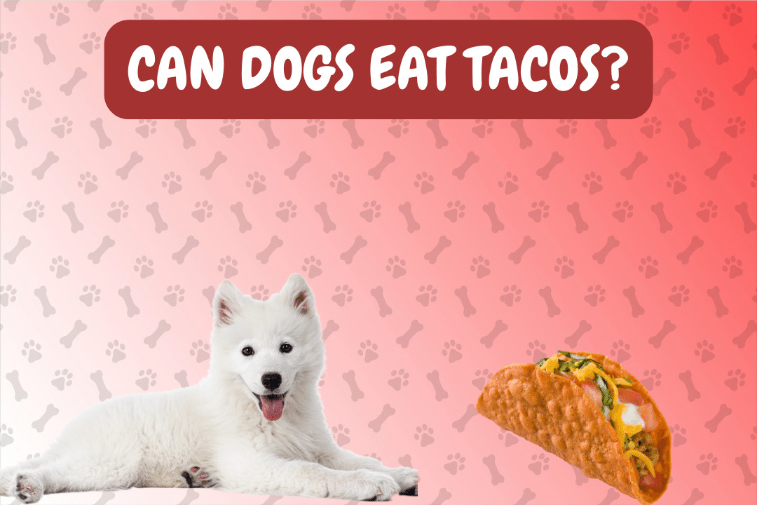 Can Dogs Eat Tacos?