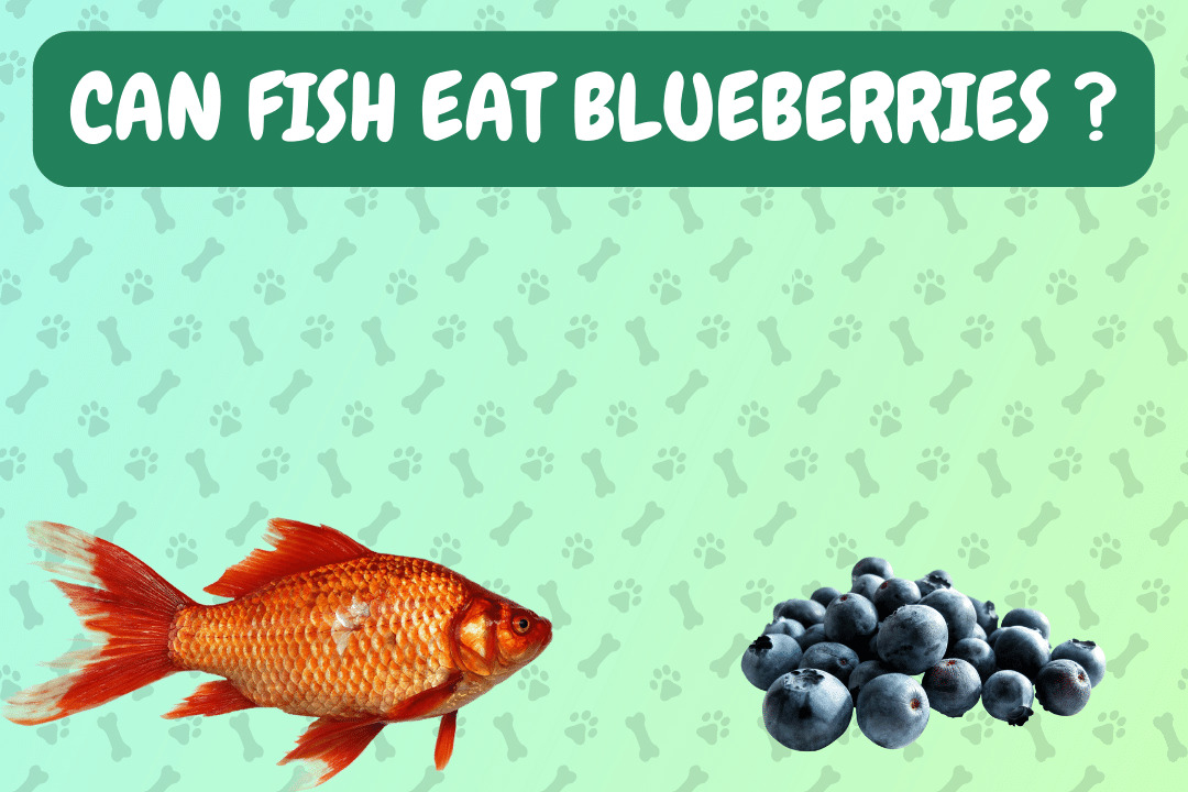 Can Fish Eat Blueberries?