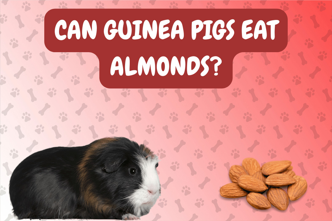 Can Guinea Pigs Eat Almonds?