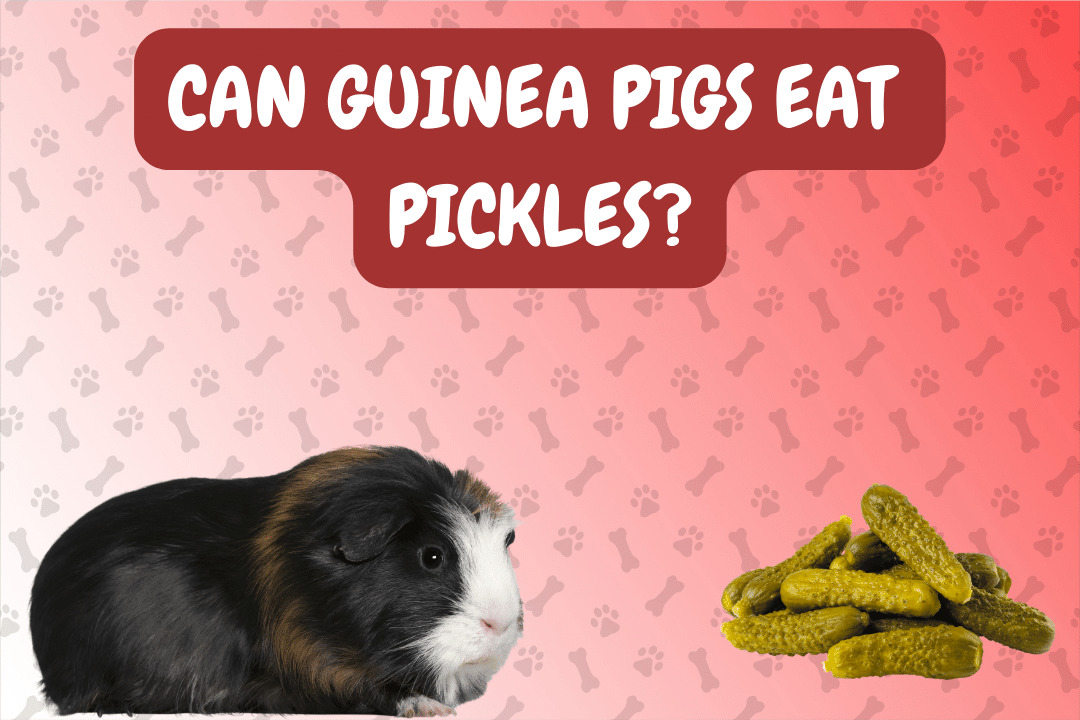 Can Guinea Pigs Eat Pickles?