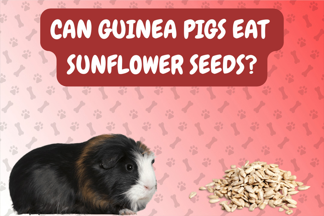Can Guinea Pigs Eat Sunflower Seeds?