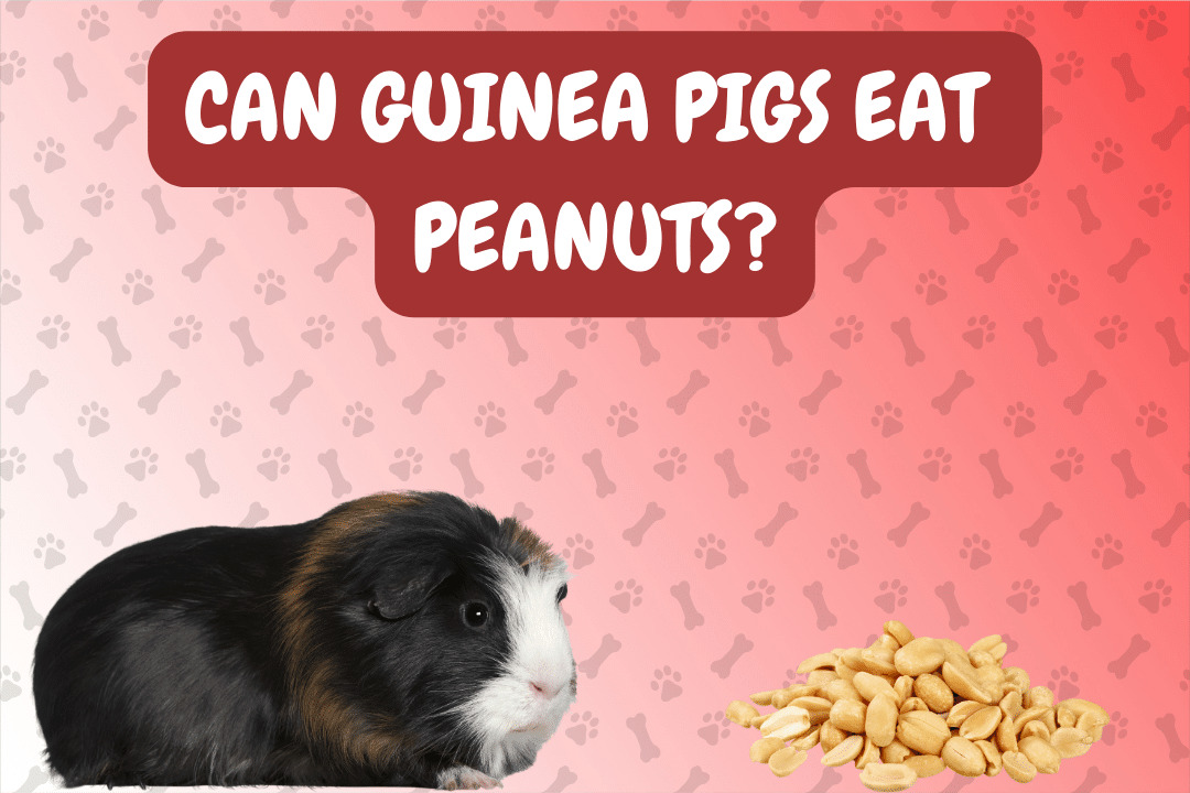 Can Guinea Pigs Eat Peanuts?