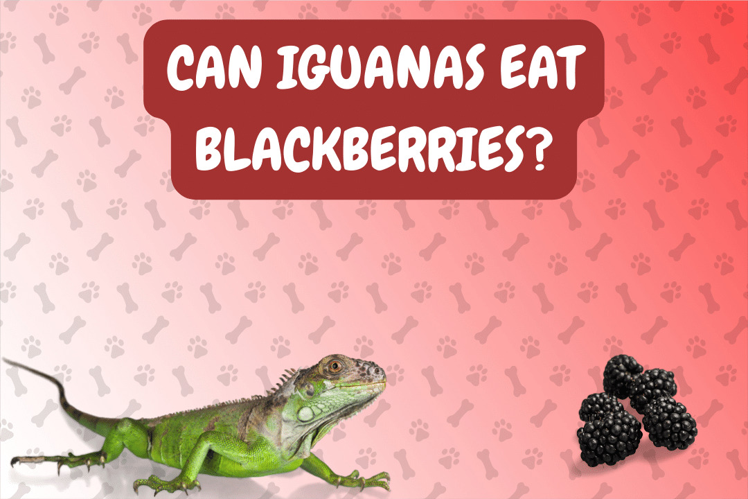 Can Iguanas Eat Blackberries?