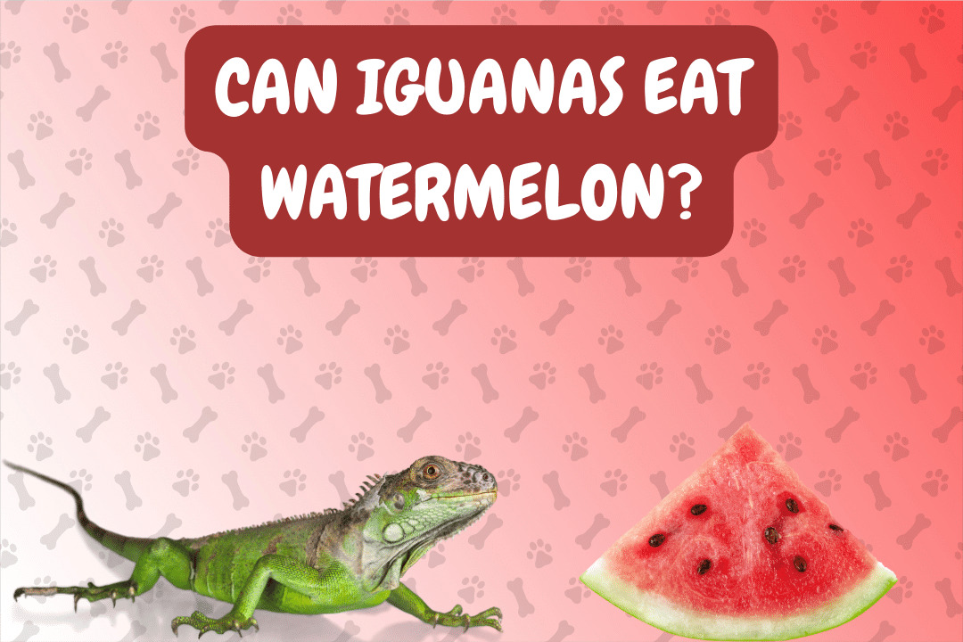 Can Iguanas Eat Watermelon?