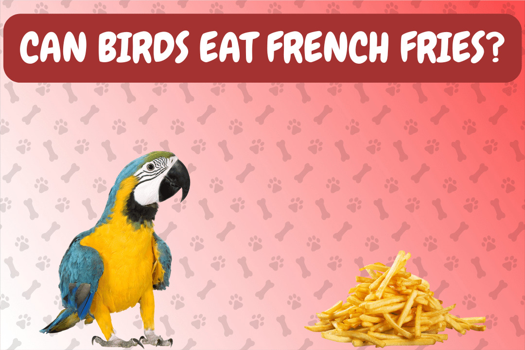 Can Birds Eat French Fries?