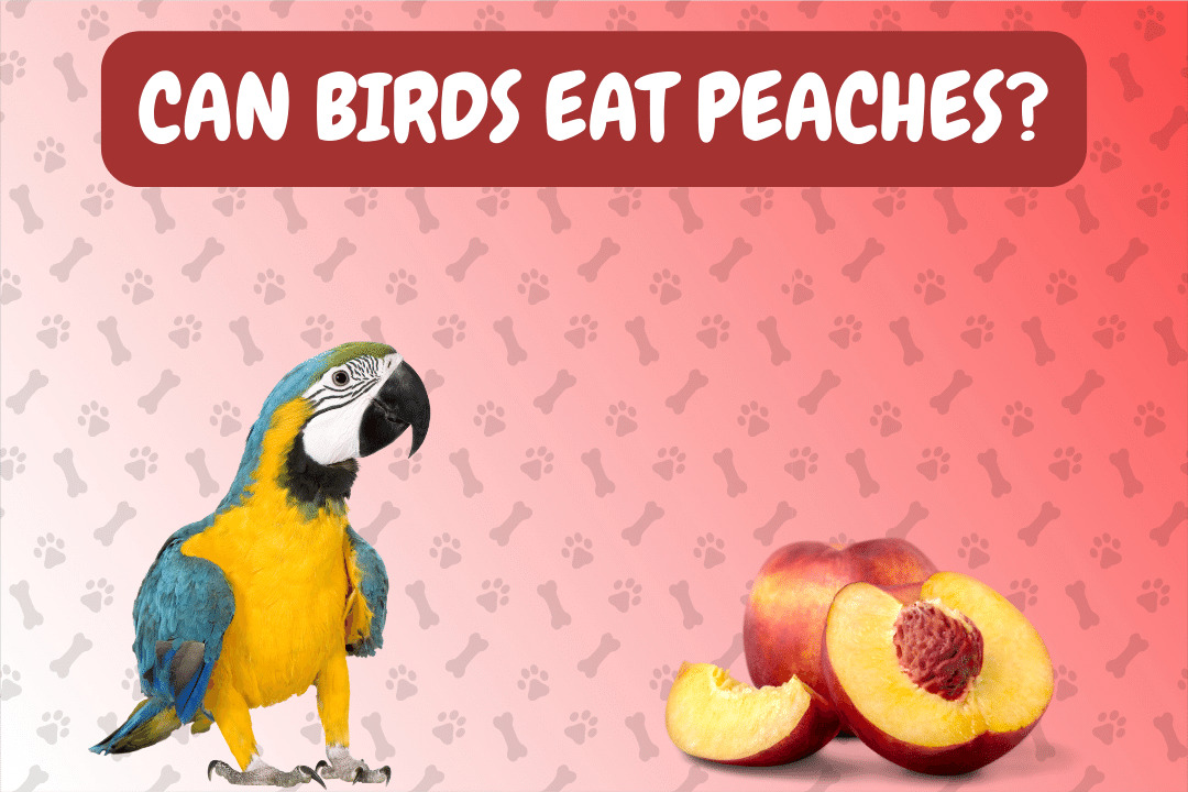 Can Birds Eat Peaches?