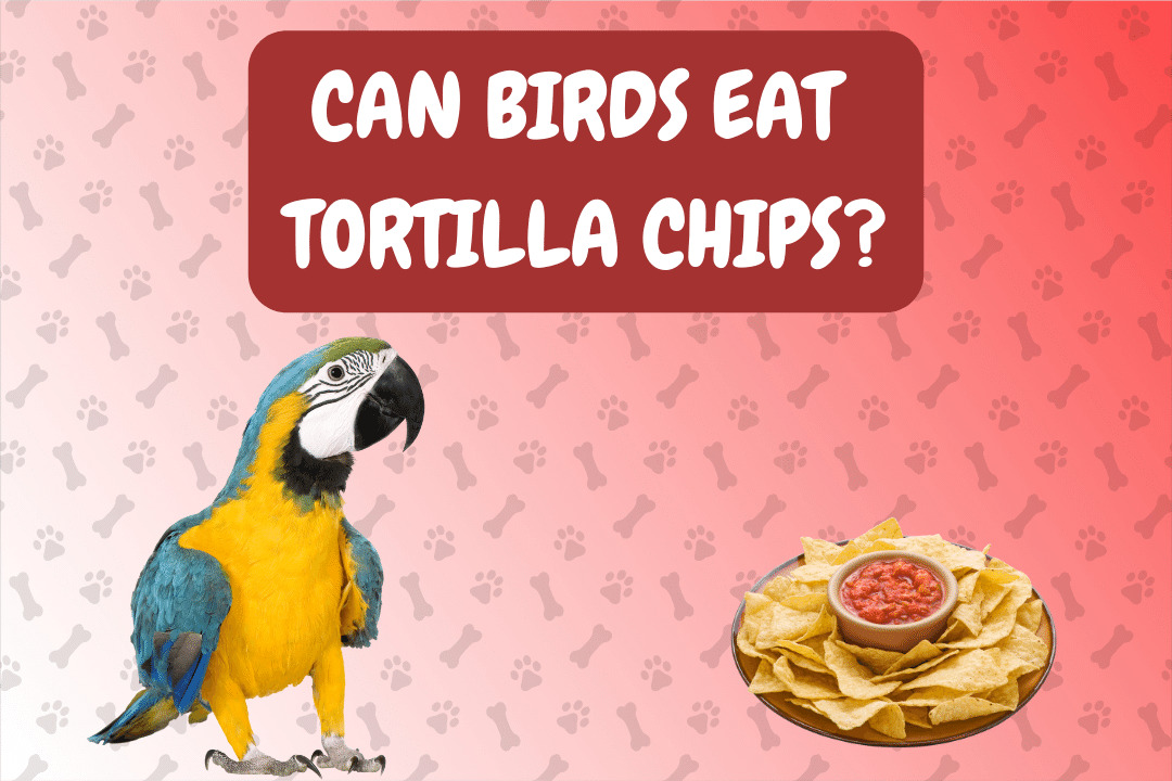 Can Birds Eat Tortilla Chips?