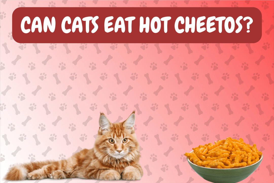 Can Cats Eat Hot Cheetos?