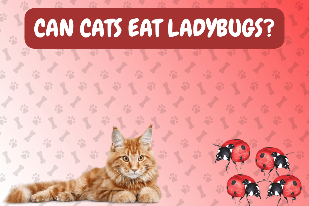 Can Cats Eat Ladybugs?