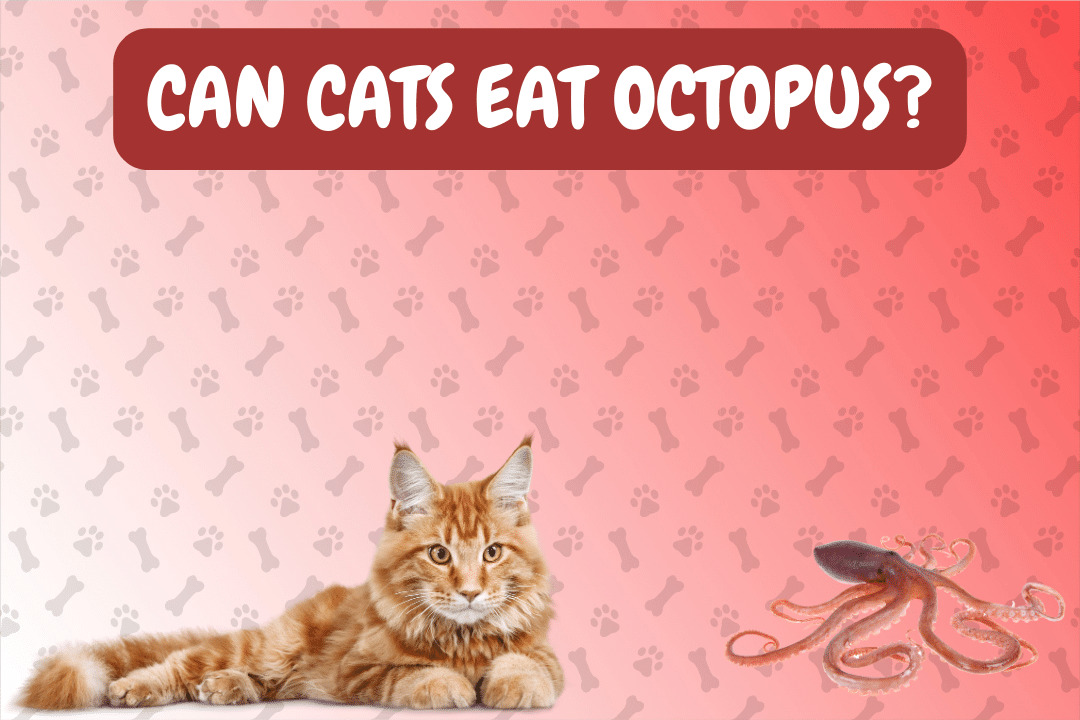 Can Cats Eat Octopus?