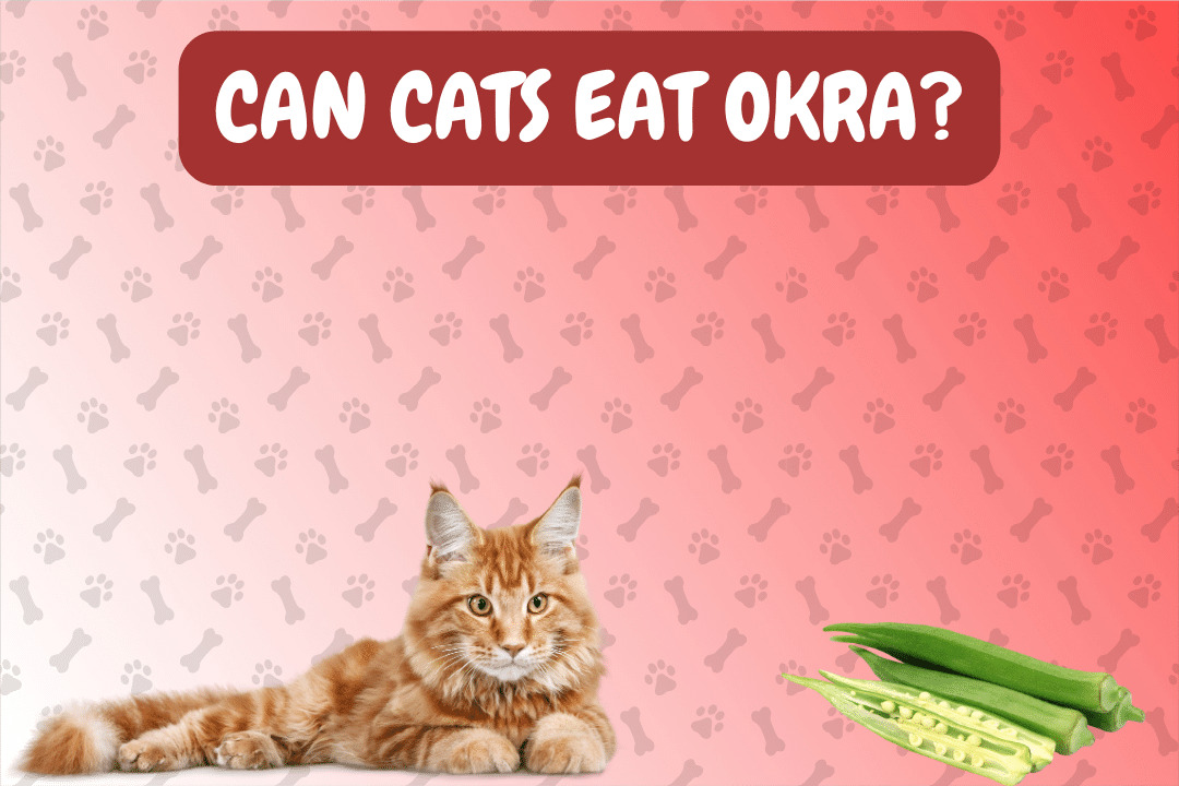 Can cats eat okra