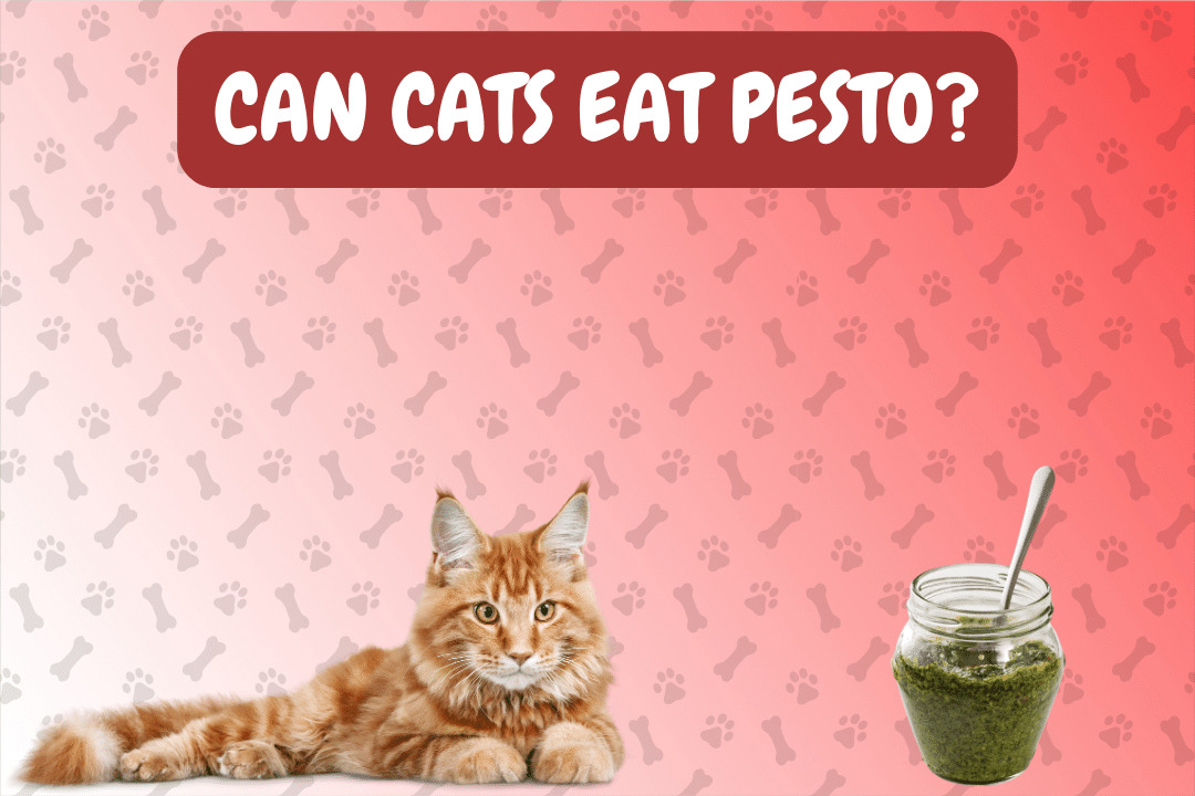Can Cats Eat Pesto?
