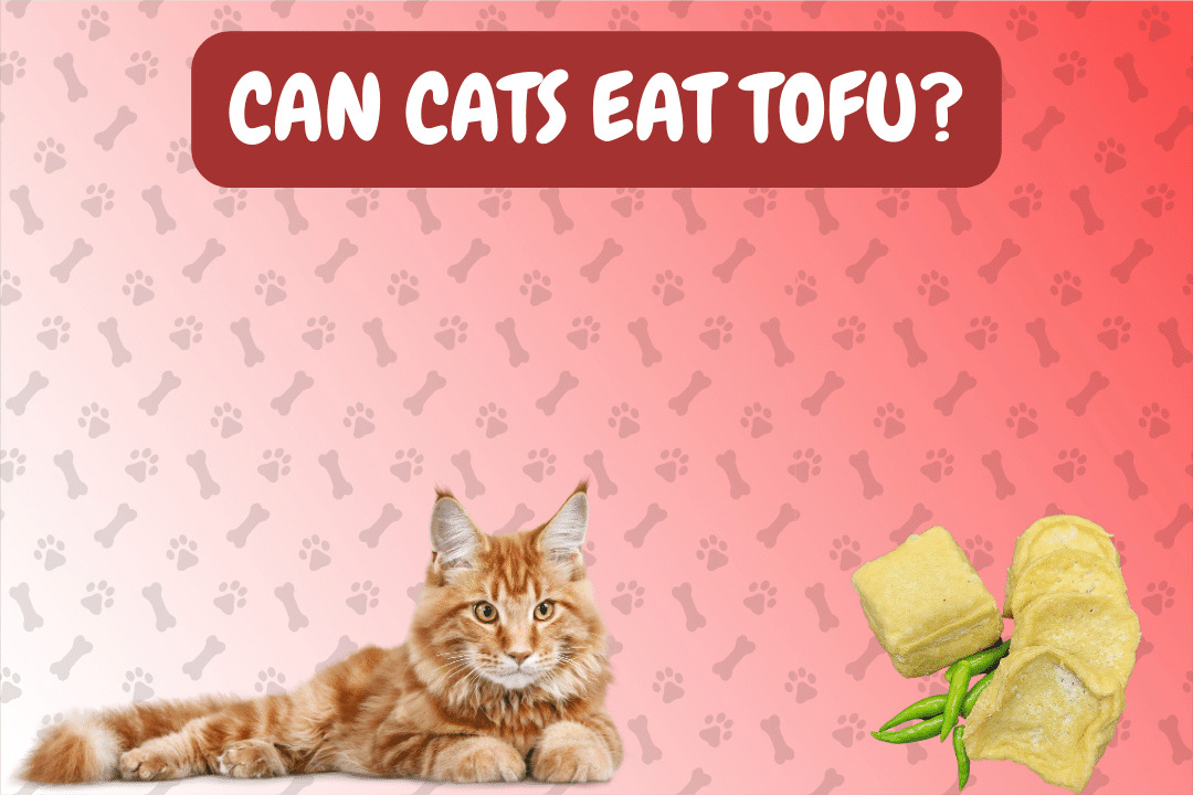 Can Cats Eat Tofu?