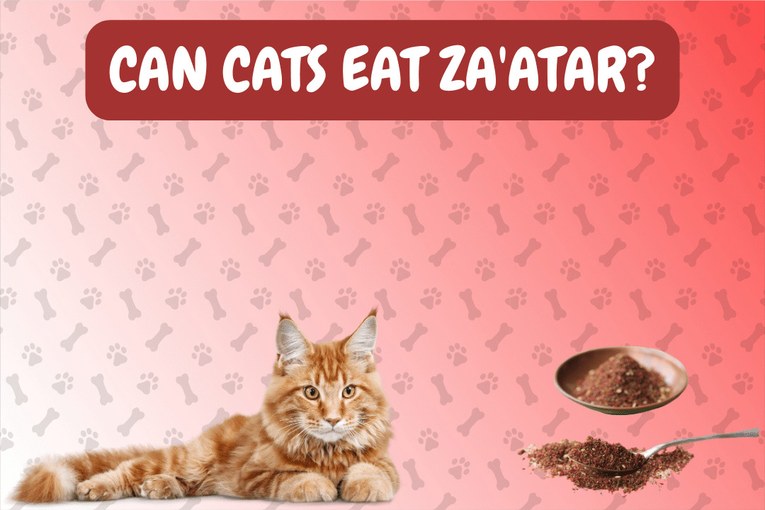 Can Cats Eat Za’atar?
