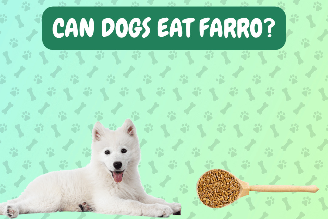 Can dogs eat Farro