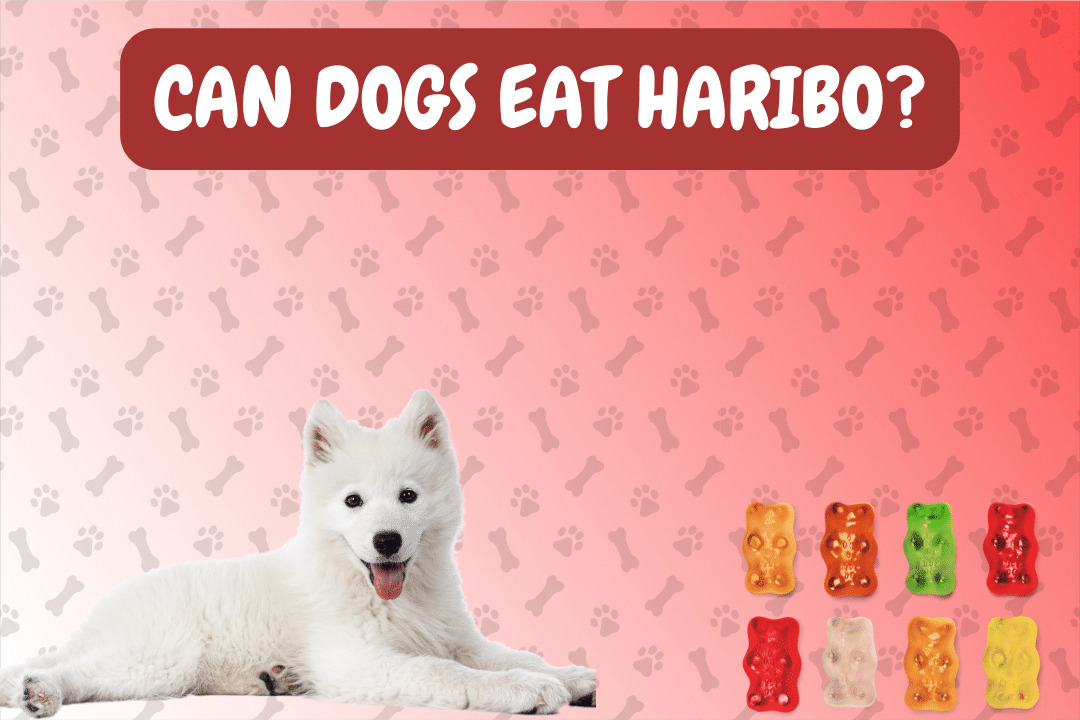 Can Dogs Eat Haribo?