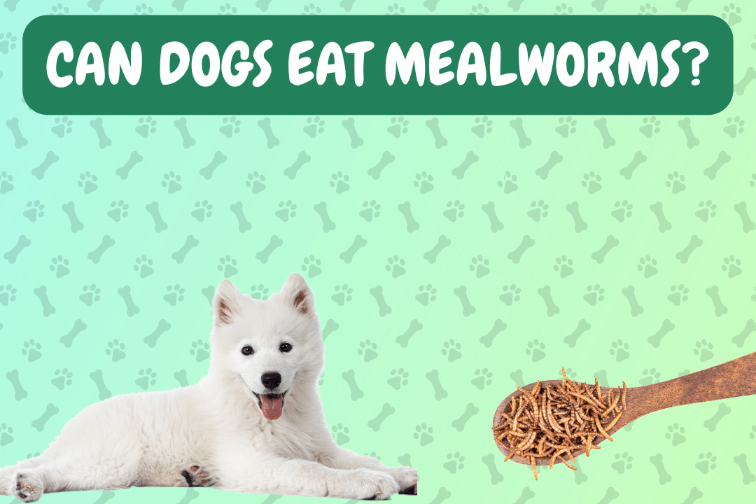 Can Dogs Eat Mealworms?