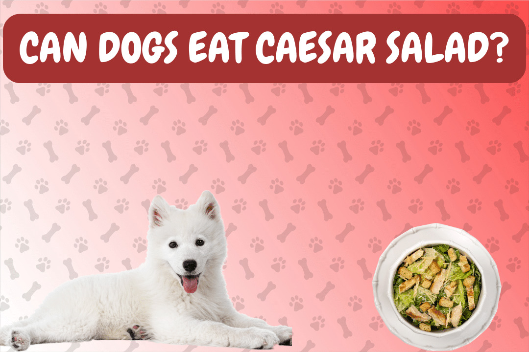 Can Dogs Eat Caesar Salad?