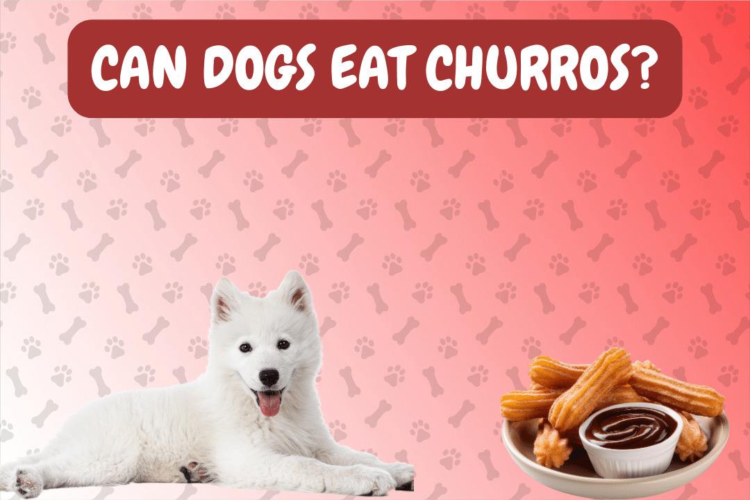 Can Dogs Eat Churros?