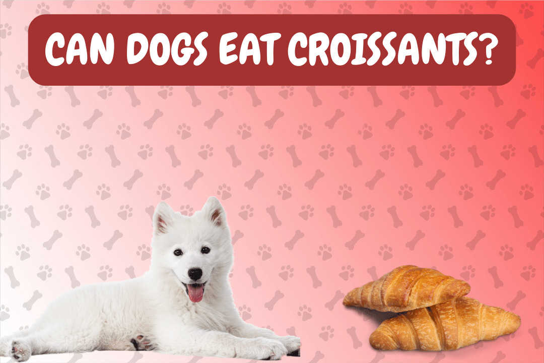 Can Dogs Eat Croissants?