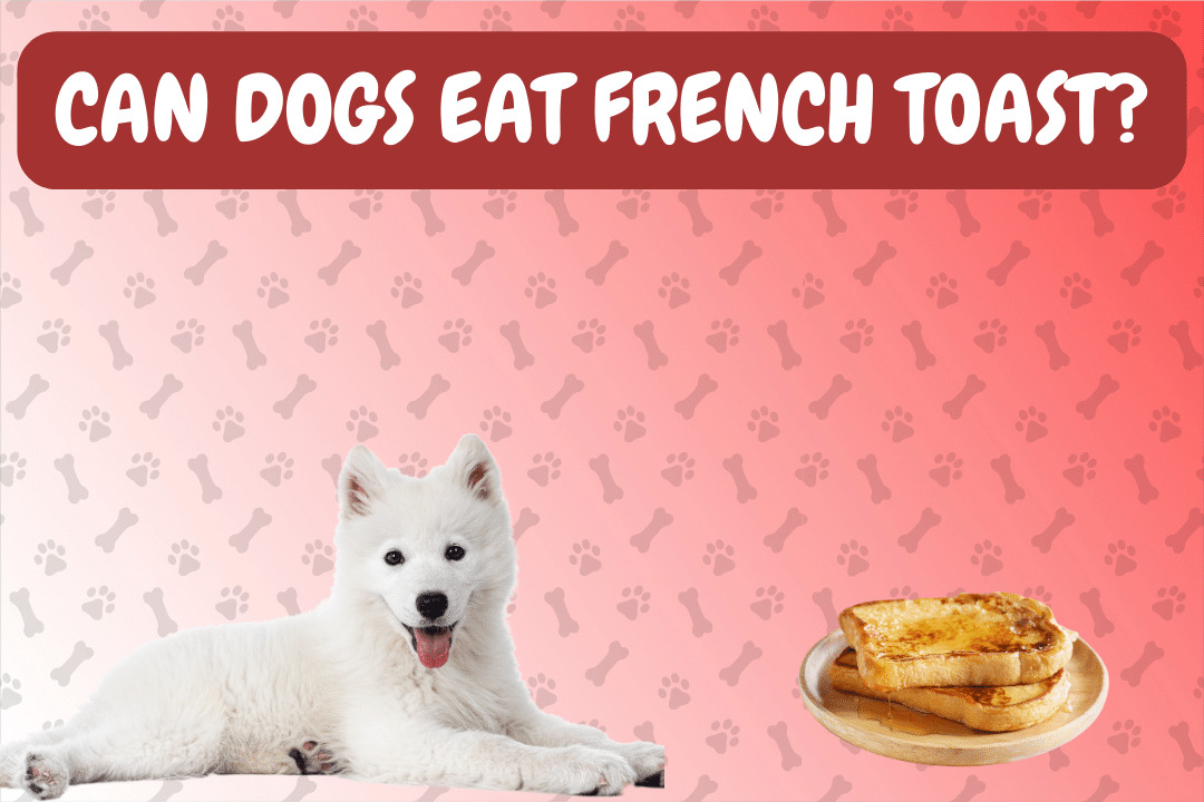 Can Dogs Eat French Toast?