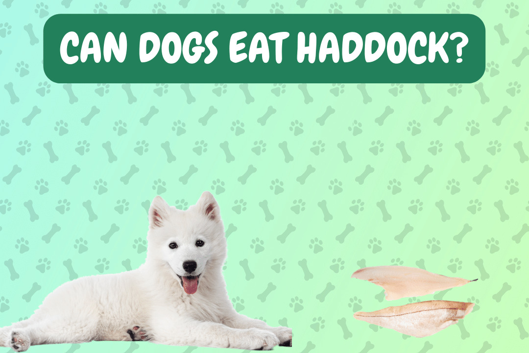 Can dogs eat haddock