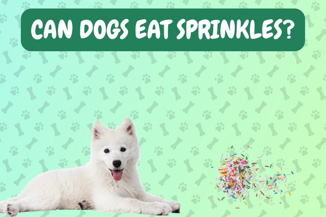Can dogs eat sprinkles