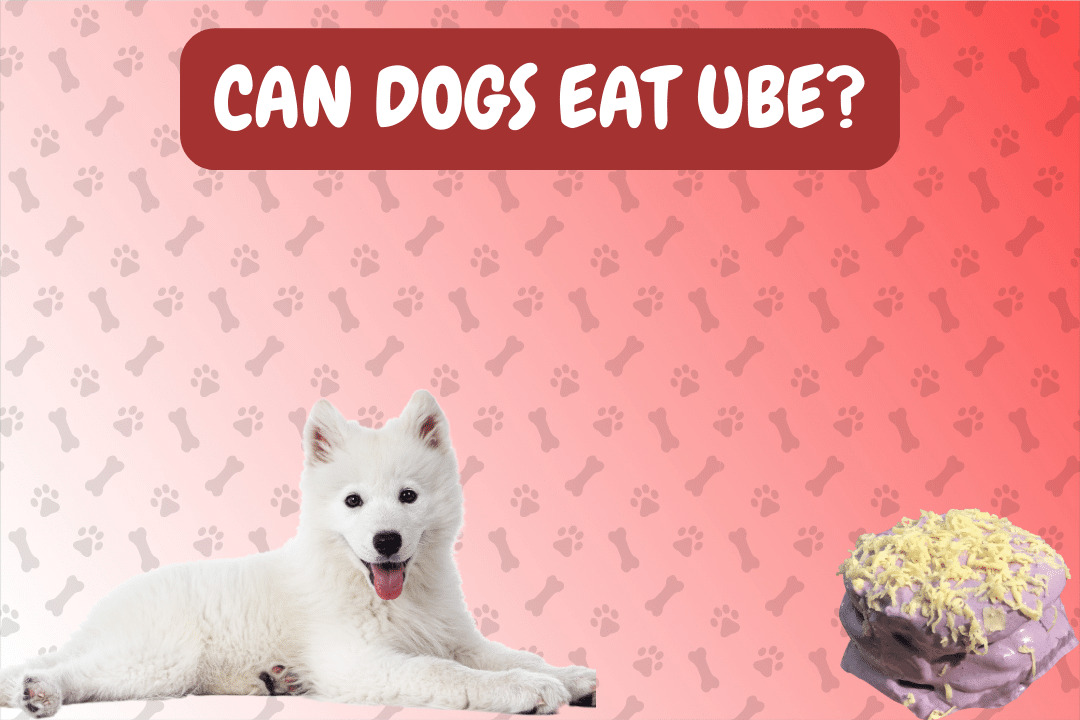 Can Dogs Eat Ube?