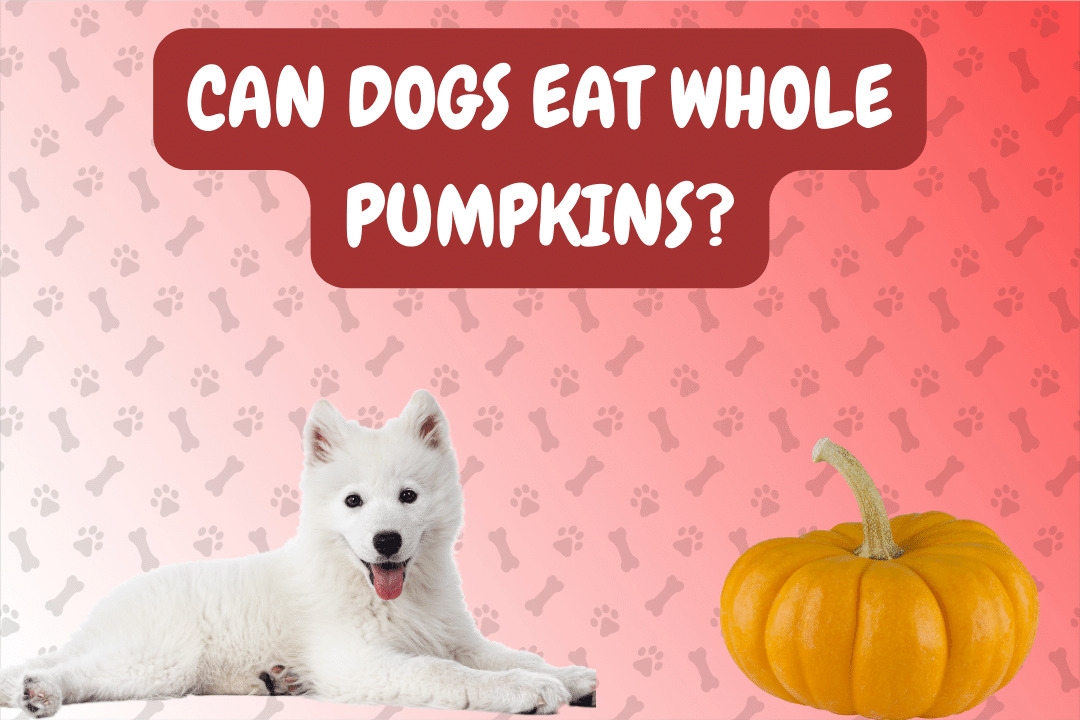 Can Dogs Eat Whole Pumpkins?